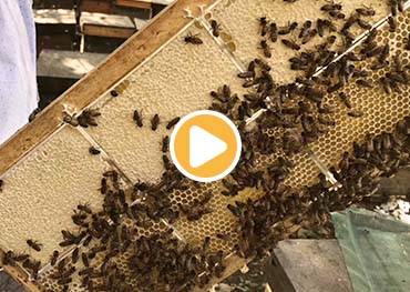 nos propres fermes apicoles pour les produits à base de miel de jujube